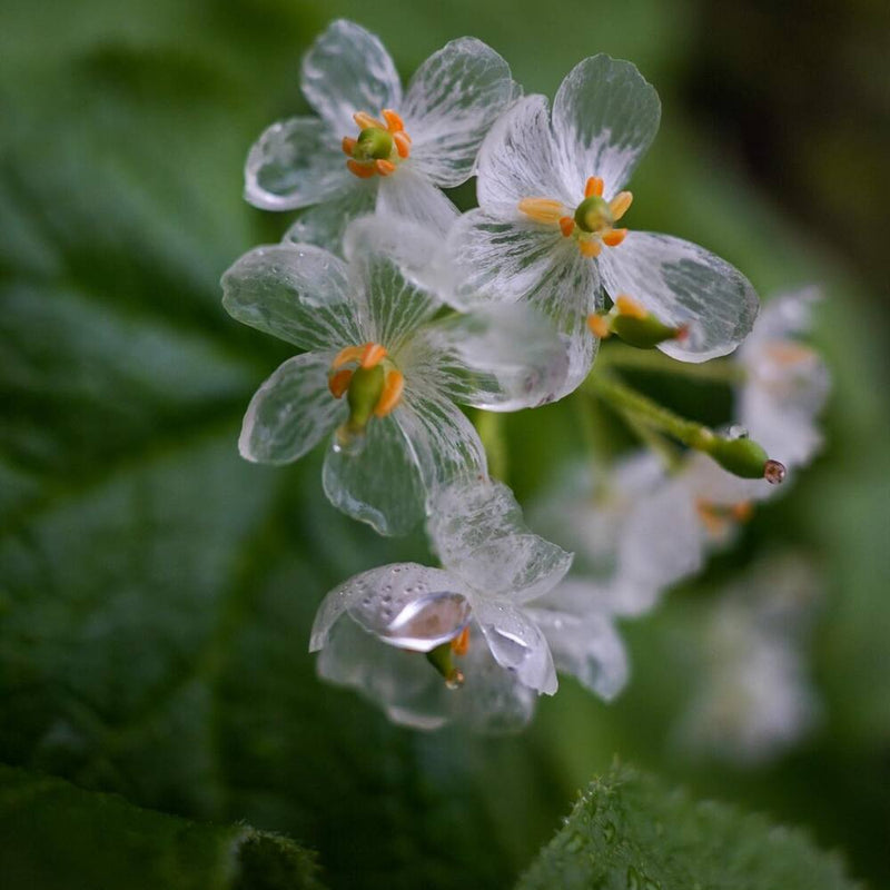 Skeleton Blumensamen zur Aussaat saisonal Dauerblüher Traditionssorte & ohne Gentechnik Samen Hausgarten