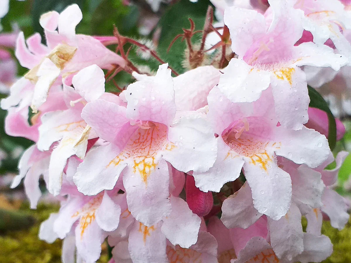 Close-up of beautybush bell-shaped blumen