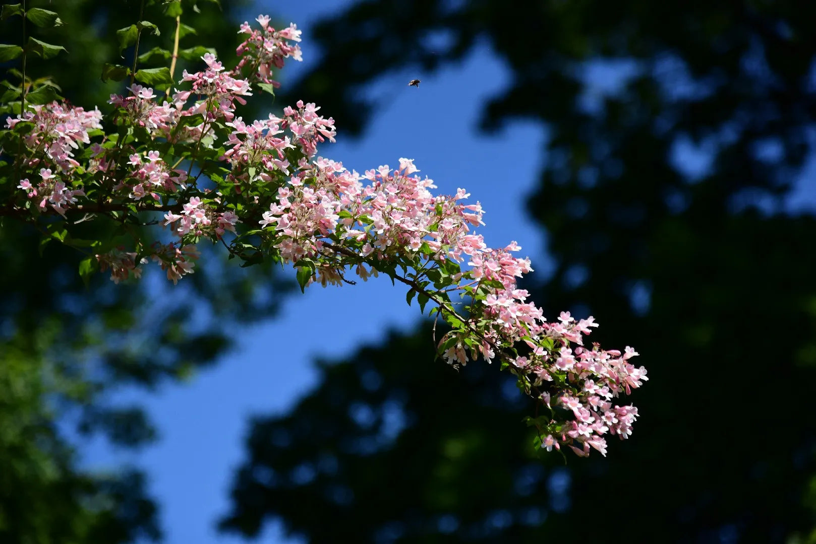 Beautybush used for ornamental landscaping