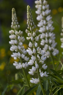 Lupinus Albus Blumensamen zur Aussaat – lang Blüte Saison – Traditionssorte & ohne Gentechnik Samen Hausgarten