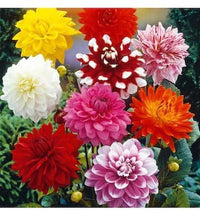 Bedding blume samen variety for anpflanzung