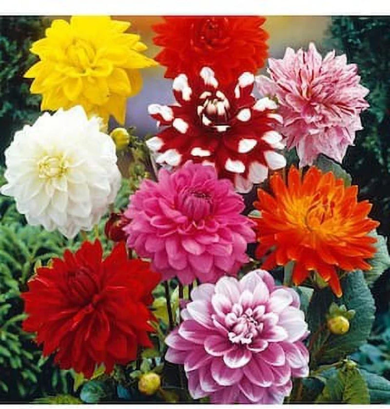 Bedding blume samen variety for anpflanzung