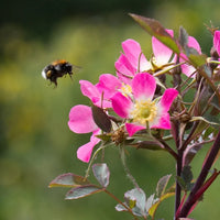 Bee Ragwort Blumensamen zur Aussaat Anzucht Traditionssorte & ohne Gentechnik Samen Hausgarten
