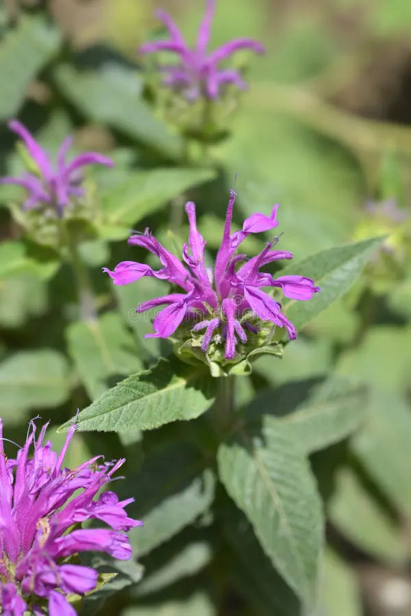 Lila Monarda Blumensamen zur Aussaat Halbschatten verträglich Traditionssorte & ohne Gentechnik Samen Hausgarten