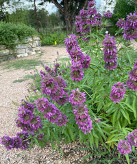 Monarda Citriodora Anbau in Garten Border