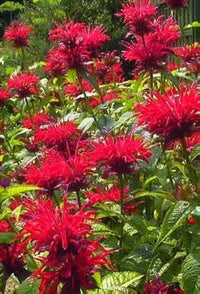 Red Bee Balm Oswego Tea Anbau in Pollinator Garten