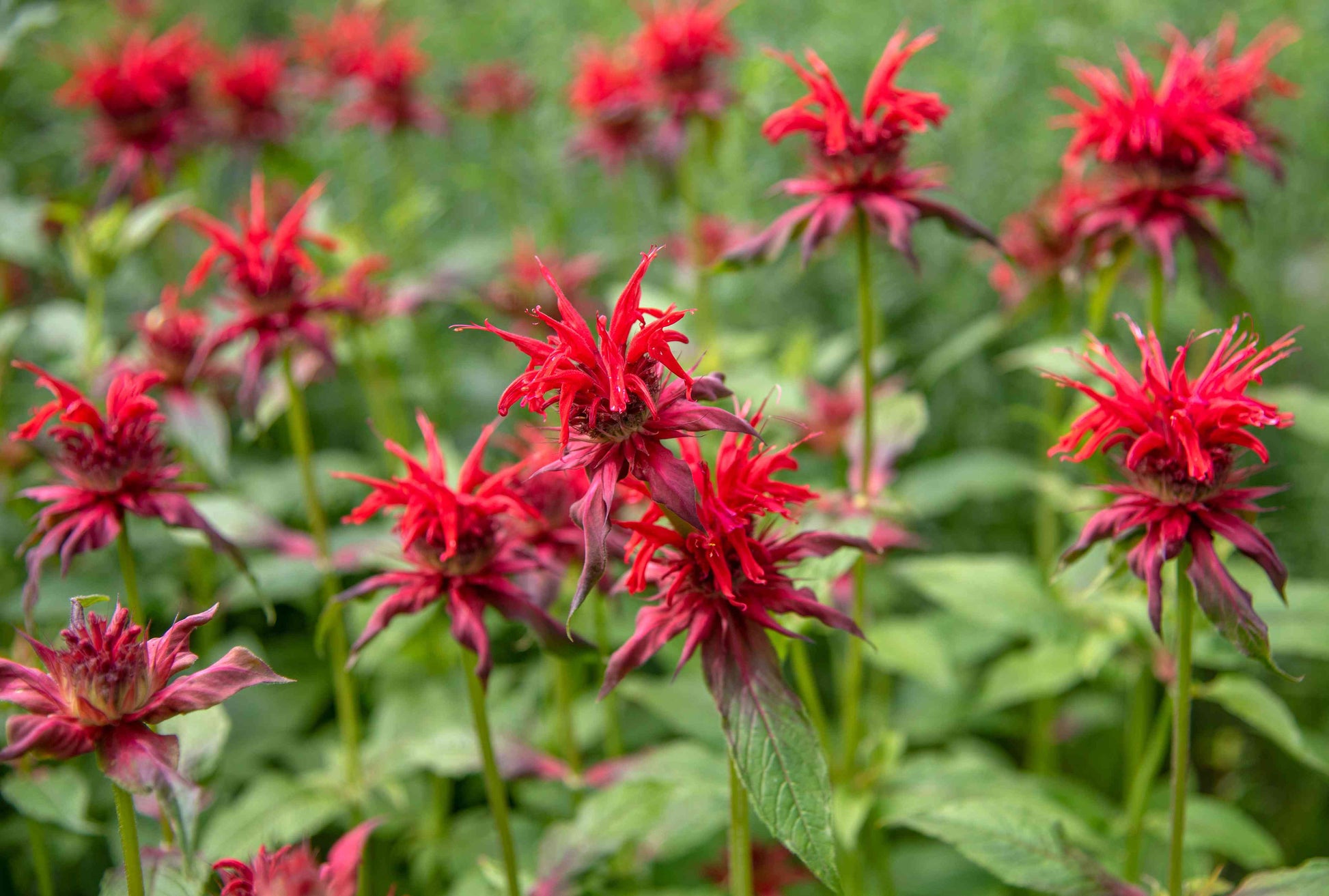 Rot Monarda Didyma Blumensamen zur Aussaat hochwertige Qualitäts- Traditionssorte & ohne Gentechnik Samen Hausgarten