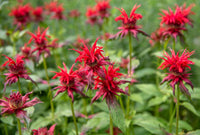 Rot Monarda Didyma Blumensamen zur Aussaat hochwertige Qualitäts- Traditionssorte & ohne Gentechnik Samen Hausgarten
