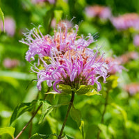 Bee balm monarda samen for colorful flowering pflanzen