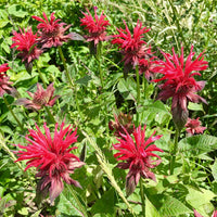 Bee Balm Blumen Attracting Bees and Hummingbirds