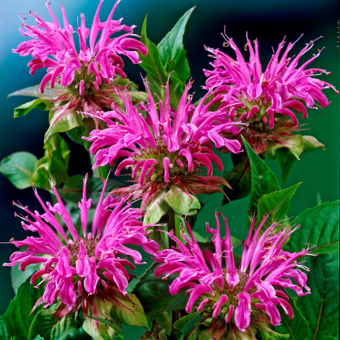 Lila Monarda Blumensamen zur Aussaat Halbschatten verträglich Traditionssorte & ohne Gentechnik Samen Hausgarten