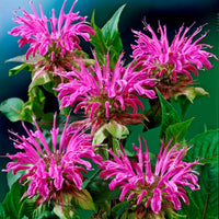 Lila Monarda Blumensamen zur Aussaat Halbschatten verträglich Traditionssorte & ohne Gentechnik Samen Hausgarten