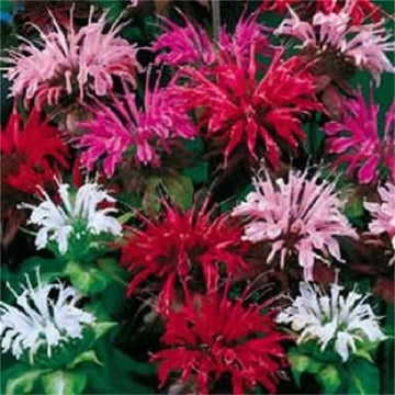 Bee Balm Mix Monarda Didyma Samen for Garten Aussaat