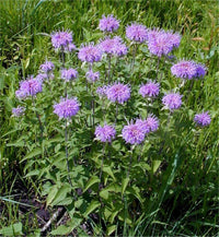 Wild Bergamot Blumen Attracting Bees and Butterflies