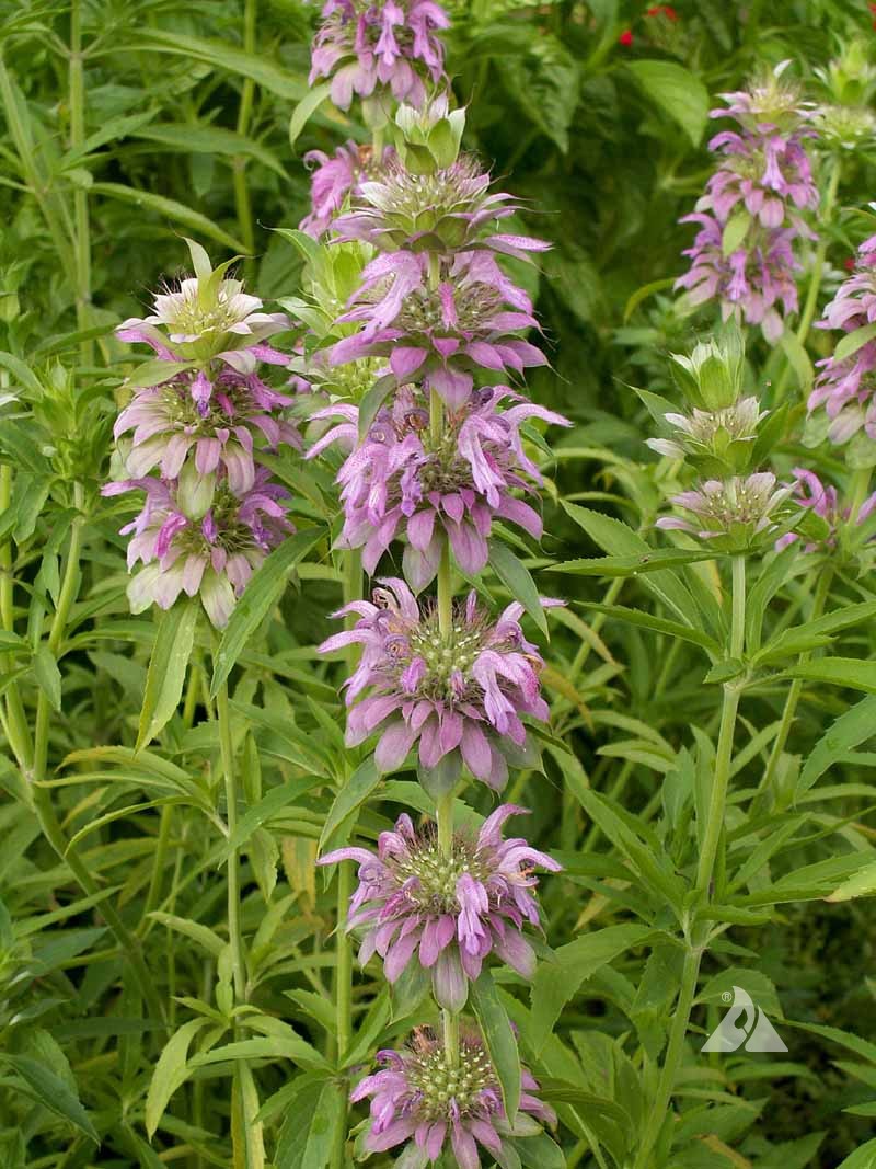 Bee Balm Zitrone Mint Attracting Bees and Butterflies
