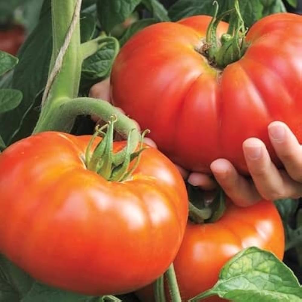 Freshly harvested beefsteak tomatoes aus garten