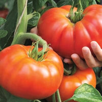 Freshly harvested beefsteak tomatoes aus garten