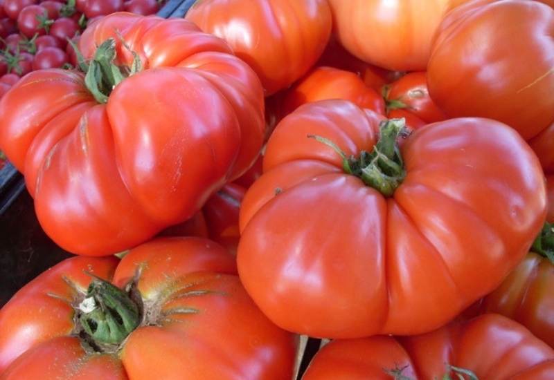Mature beefsteak tomato pflanze in gemüse patch