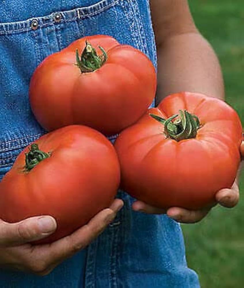 Healthy beefsteak tomato seedlings ready für transplanting