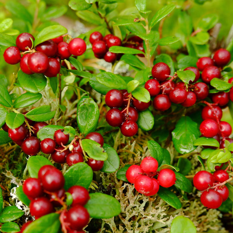 Graines d’airelle rouge pour une plantation facile