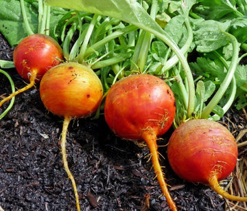 Orange Beet Samen for Gemüse Planting