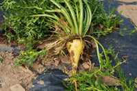Beet seedlings sprouting aus samen