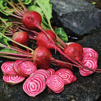 Young chioggia beet seedlings ready für transplant