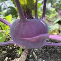Lila Beet  Samen zum Pflanzen