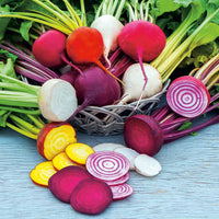 Beetroot seedlings sprouting in garten soil