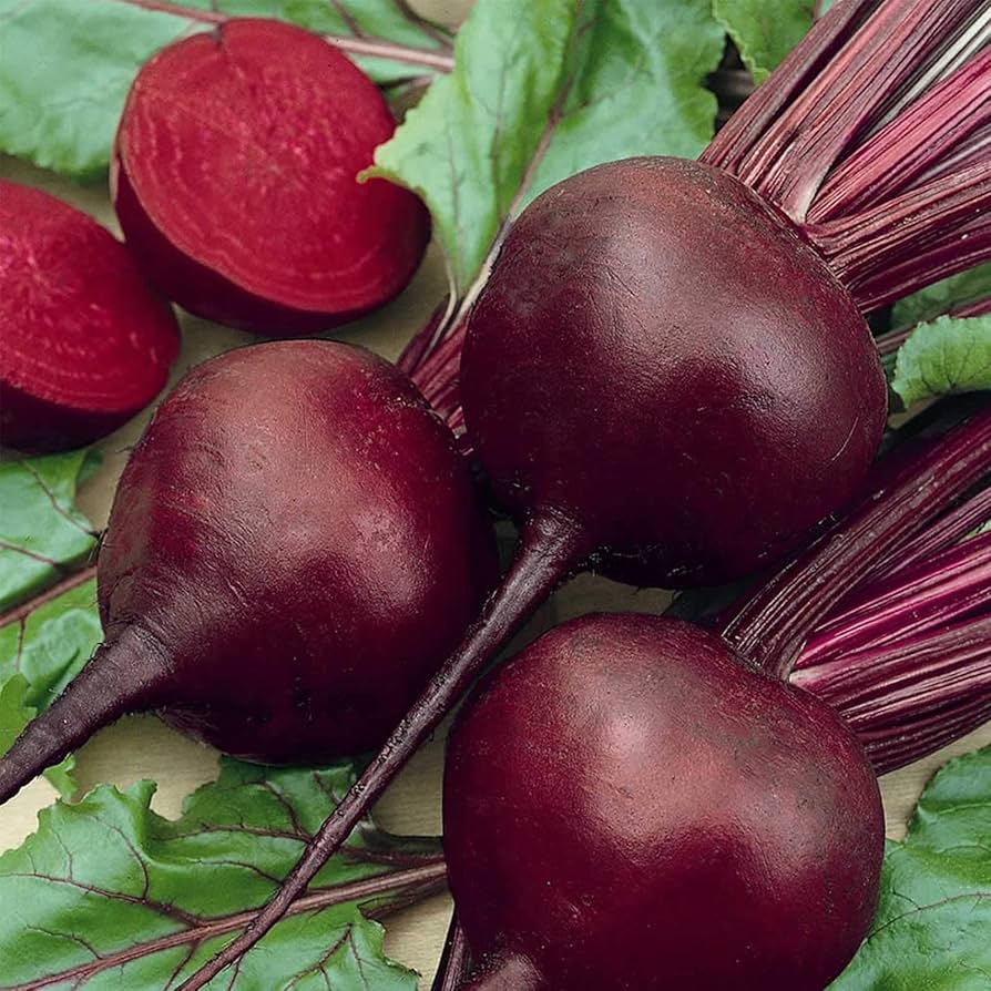 Beta vulgaris beetroot samen für aussaat in garten