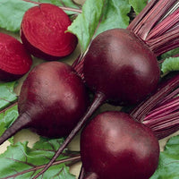 Beta vulgaris beetroot samen für aussaat in garten