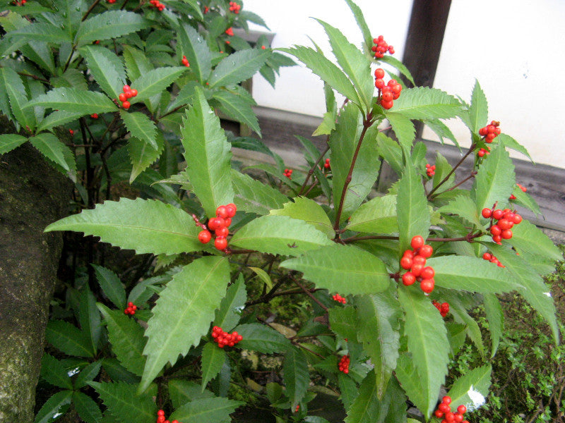 Sarcandra Glabra Blumensamen zur Aussaat Schnitt Blume beliebt Traditionssorte & ohne Gentechnik Samen Hausgarten