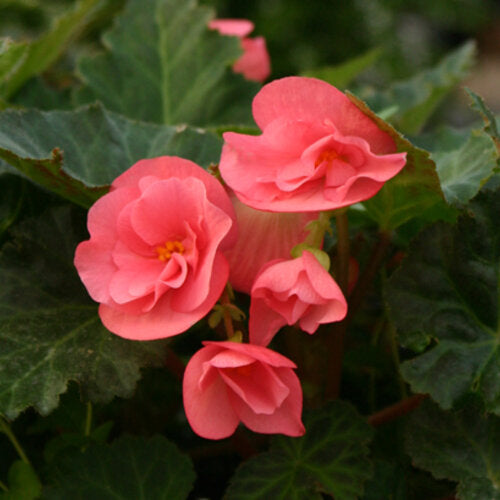 Impatiens Sonne und Halbschatten Scarlet Samen zur Aussaat Classic Rot Blumen