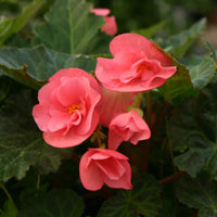 Impatiens Sonne und Halbschatten Scarlet Samen zur Aussaat Classic Rot Blumen