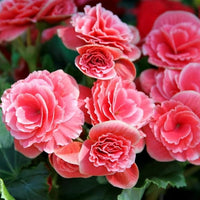 Blooming begonia blumen in garten beds and containers