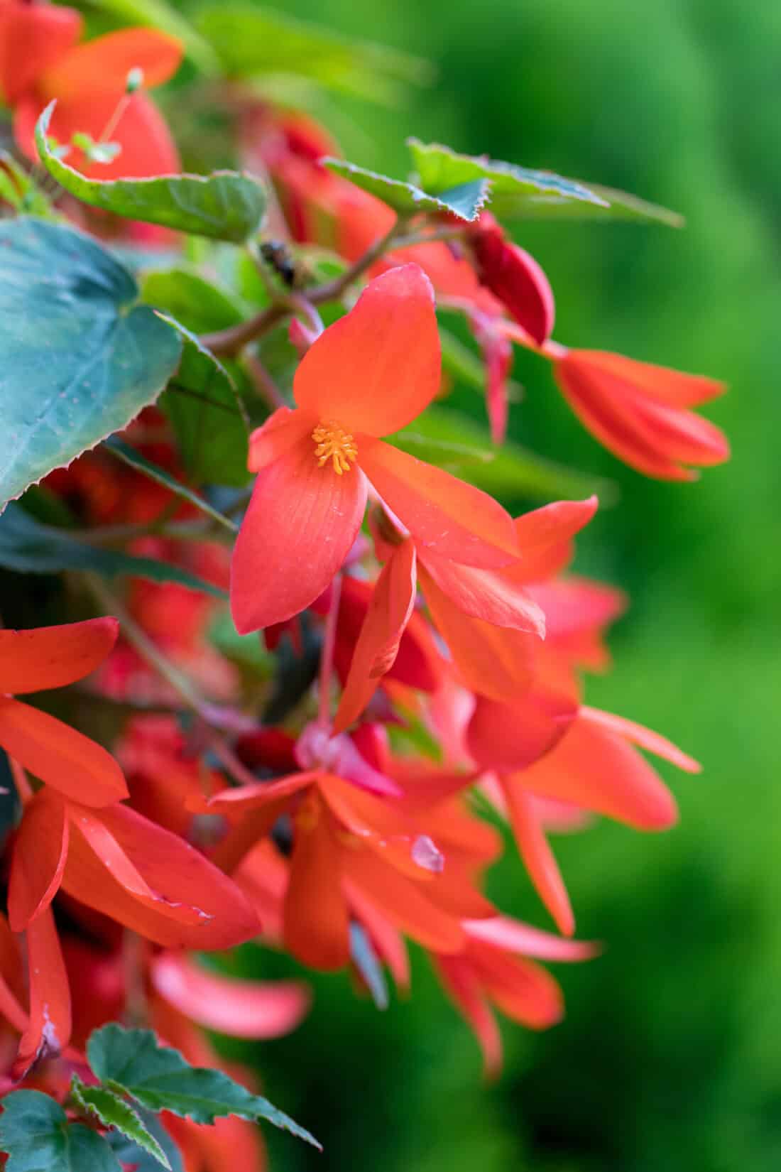 Boliviensis Blumensamen zur Aussaat Schnitt Blume beliebt Traditionssorte & ohne Gentechnik Samen Hausgarten