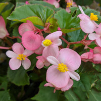 Light rosa begonias wachsend in garten borders
