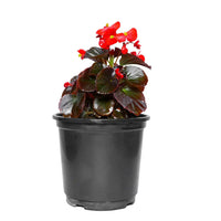 Begonia pflanzen blooming in hanging baskets