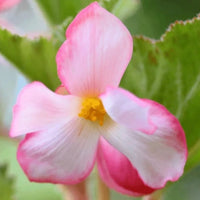 Light rosa begonias enhancing garten landscapes