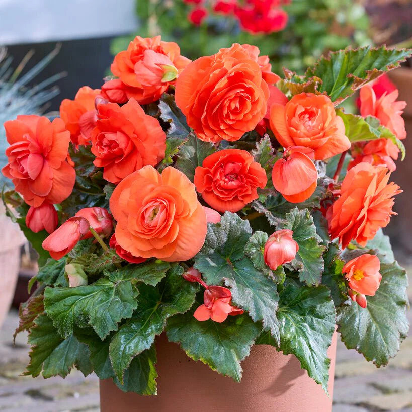 Begonie Blumensamen zur Aussaat sonnenliebend Traditionssorte & ohne Gentechnik Samen Hausgarten