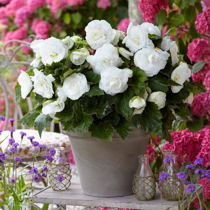 Begonie Weiß Blumensamen zur Aussaat elegant einjährig Blüten Gärten & Pots