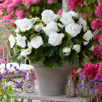 Begonie Weiß Blumensamen zur Aussaat elegant einjährig Blüten Gärten & Pots