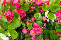 Step-by-step begonia anpflanzung guide for gardeners