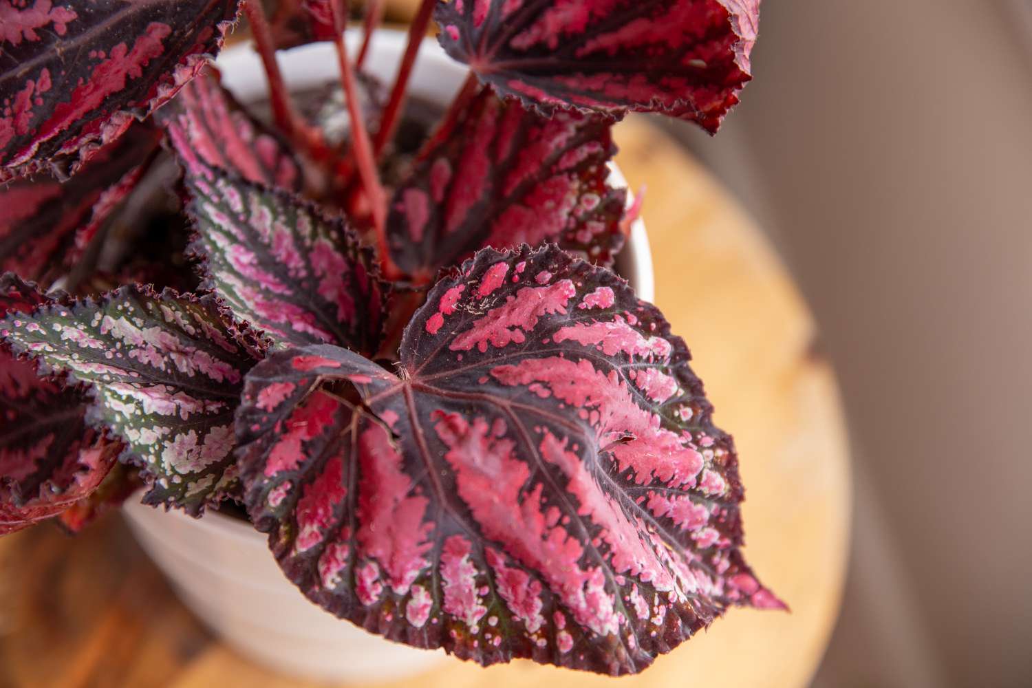 Hardy begonia rex in shaded garten