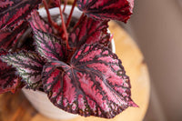 Hardy begonia rex in shaded garten