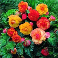 Begonia samen for anpflanzung