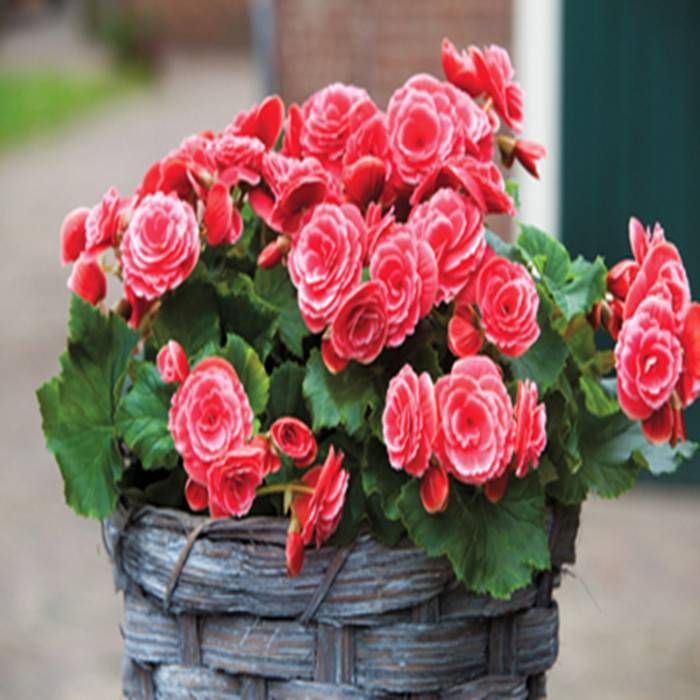 Begonia samen for shade gardening and hanging baskets