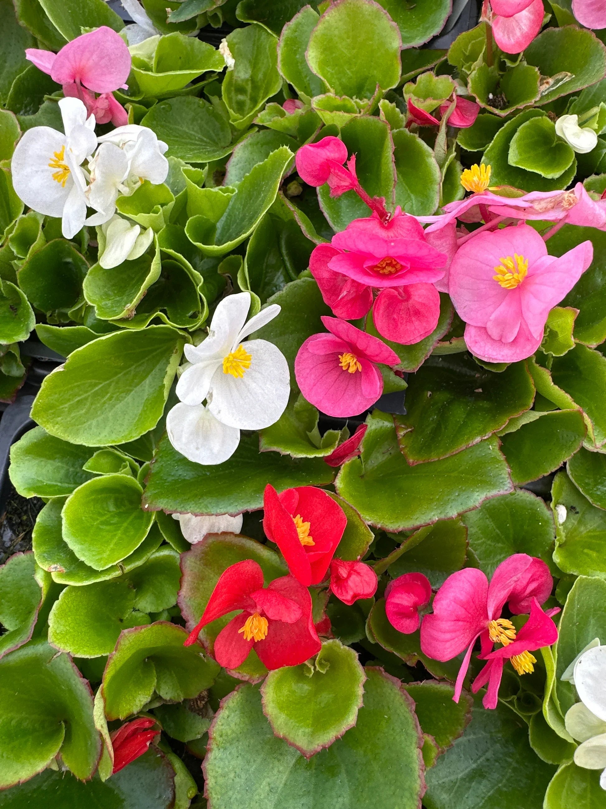 Begonia semperflorens seedlings keimend innen
