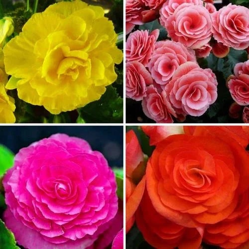 Tuberous Begonias Blumensamen zur Aussaat lang Blüte Saison Traditionssorte & ohne Gentechnik Samen Hausgarten