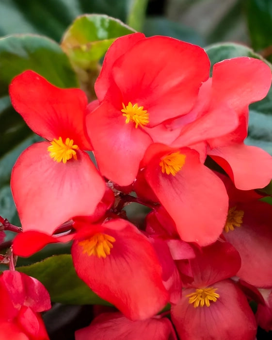 Rot Begonie Blumensamen zur Aussaat kompakt Wuchs Traditionssorte & ohne Gentechnik Samen Hausgarten
